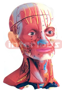 HUMAN HEAD AND NECK MUSCULATURE, 5 PARTS